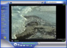 Trotteliger Pinguin